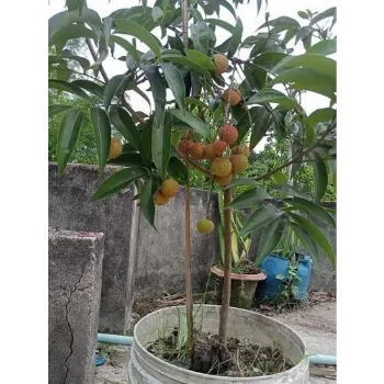 Natural Hybrid Plant